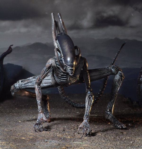 neca-covenant